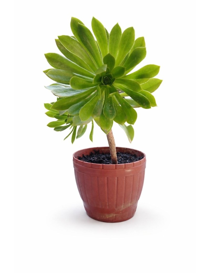 Aeonium Desert Rose succulent in brown pot gift for delivery in Syria