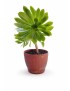 Aeonium Desert Rose succulent in brown pot gift for delivery in Syria